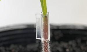 接ぎ木クリップ・紬(つむぎ)